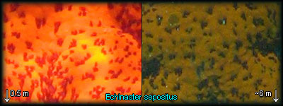     Echinaster sepositus     